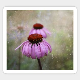 Coneflower Dream Sticker